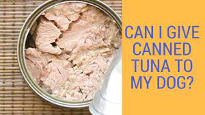 Dog are naturally omnivorous and can healthily consume a bunch of meats, fruits, and veggies. Can I Give Canned Tuna To My Dog Youtube
