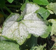 Quick Guide To Insects And Diseases Of Cucumber Pumpkin And Squash Umn Extension