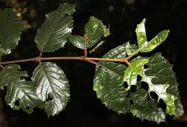 Image result for Curtisia dentata