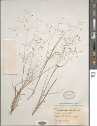 Image result for Eragrostis mildbraedii