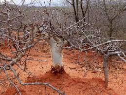 Image result for Commiphora