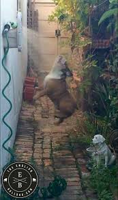 I M A Maniac Maniac On The Floor Bulldog Dog Dogs Bulldog