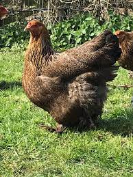 In 2015 i imported a pair of silver partridge orpington from the u.s. Gold Partridge Brahma G V Cresswell Pure Breed Poultry Facebook