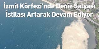 Balıkçıların deniz salyası veya kay kay dedikleri, hemen hemen tüm bitkiler ve bazı organizmalar tarafından üretilen kalın ve yapışkan madde müsilaj marmara denizi'ni kapladı. Izmit Korfezi Nde Deniz Salyasi Istilasi Artarak Devam Ediyor