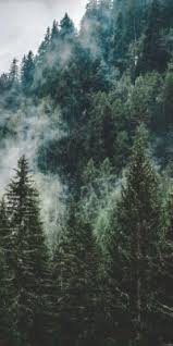 Browse forest images and find your perfect picture . Forest Wallpaper Aesthetic Wallpaper Sun