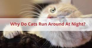 Whenever your cat exhibits off behavior, wakes at night for no reason, seems to be sickly, or displays other symptoms that it's sick, check with your vet right away. Why Do Cats Run Around At Night And How To Stop Them