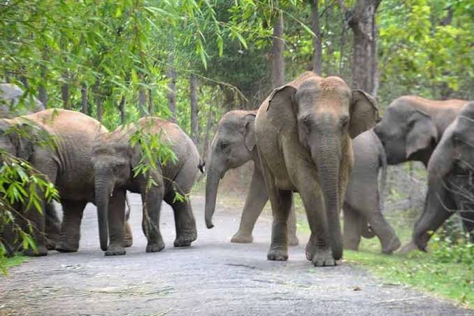Three woman dies of elephant attack in Jaldapara
