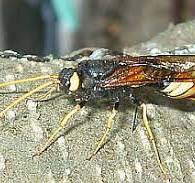 Insektenfibel: Bionik