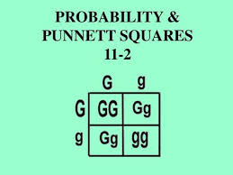 Pink body = 21 yellow body = %3d 22 4. How To Make A Punnett Square A Step By Step Method Ppt Download