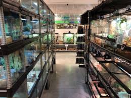 Las vegas & southwest las vegas, nv veterinarians provide veterinary care to keep your pets we're also one of the only vets in the las vegas and southwest las vegas area that treats exotics safety a quick look around any pet store or even just a pet food aisle of a grocery market will reveal. Exotic Pets Las Vegas Visit Reptiles Amino