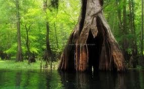 A highly prized timber tree for centuries, a cypress tree also provides a habitat for a variety of wildlife species, flood control and water quality improvement. Massive Hollow Cypress Ichetucknee River Florida Matt Tilghman Photography