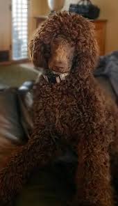 Our store also offers grooming, training offer not valid on select merchandise, gift cards, gift certificates, previous purchases or charitable donations and specifically excludes royal canin. Royal Pet Grooming Brooklyn The Y Guide