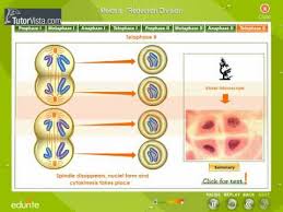 Maybe you would like to learn more about one of these? Meiosis Reduction Division Youtube