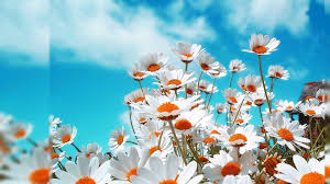 Nature Wallpaper Hd 3d Hd Wallpaper Download Nature Wallpaper Hd 3d 1920x1080 Download Hd Wallpaper Wallpapertip Nature full hd wallpapers 1920x1080.
