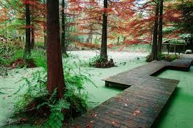 Pin By Hungryastronaut On Magical Forest Bochum Nature Incredible Places