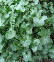 Rumex Scutatus Silver Shield Schild Ampfer With Images Herb Garden Design Outdoor Plants