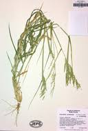 Image result for Eriochloa fatmensis