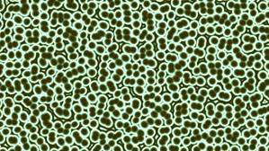 Image result for images amoebas multiplying