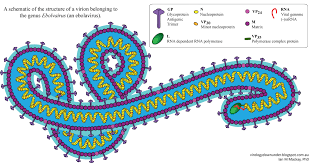 Symptoms worsen and may lead to hemorrhagic fever and death. Infectious Characteristics Of Ebola Virus