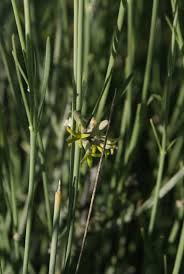 Image result for Orthanthera