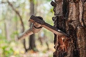 How To Chop Down A Tree With An Axe Pursuing Outdoors