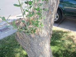 Feed the tree once a. Olive Trees Have Tendency To Sucker At Base Las Vegas Review Journal