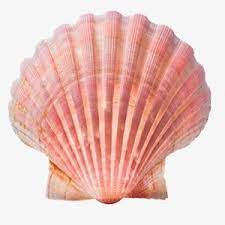 Shell Shell Clipart Sea Shell Png Transparent Clipart Image And Psd File For Free Download Sea Shells Image Shells Sea Shells
