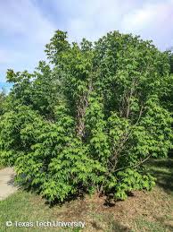 Image result for Eschenbachia gouanii