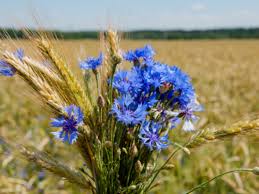 Muehlig funeral chapel enjoys the distinct honor of being one of the oldest funeral homes in the state of michigan, steeped in a tradition of community service and. What To Know Before You Send Flowers To Germany Floraqueen