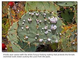 Syrphid flies are another type of biological control that works well on aphids that infest lettuce and other leafy greens. Cochineal Scale Cactus Desertusa