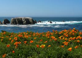 Maybe you would like to learn more about one of these? How When And Where To Grow Spectacular California Poppies Dengarden