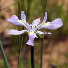 Image result for Moraea