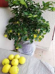 Culture Du Citronnier En Pot En 2020 Astuces De Jardinage Bio Citronnier Engrais Bio