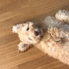 No i am having to have him trained so i can leave him at home with out eating my curtains and the doorknob. Teddy The Cockapoo Teddy030519 Twitter