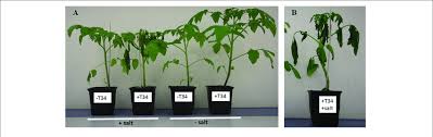 Tomato plants benefit from fertilizing at several key points of here is a look at just when and how to fertilize tomato plants. Npk Fertilized Tomato Plants A Plants Were Derived From T Download Scientific Diagram