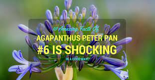10 Amazing Facts Of Agapanthus Peter Pan 6 Is Shocking In A Good Way Agapanthus Fun Facts African Lily