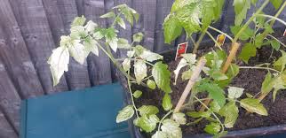 The circled white stuff is 1st leaf on plant and already got completely white and died. Help My Tomato And Chilli Plants Leaves Are Turning White Is This Due To Sunscold Or Too Many Nutrients I Planted Them Out The Day Before Yesterday Gardening