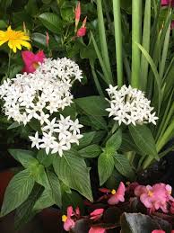 Image result for Pentas schumanniana