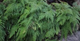 Image result for Selaginella kivuensis