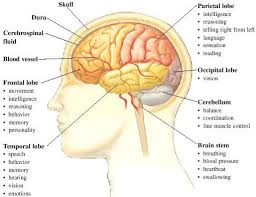 Human Brain Functions And Parts Human Brain Facts