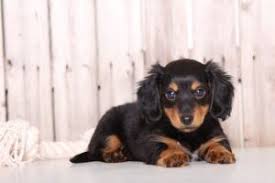 See more of dachshunds in ohio on facebook. 4 Best Dachshund Breeders In Ohio 2021 We Love Doodles