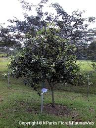 Image result for Eugenia malangensis