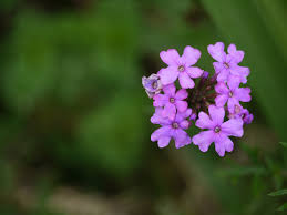 Image result for Verbena × teasii