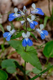 Image result for Scrophulariaceae