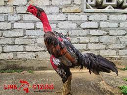 Ayam Saigon Links1288 Com Ayam Vietnam Asli