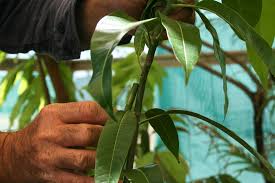 Their fruit and flowers will sustain damage in temperatures that dip below 40 degrees fahrenheit the seed will take two or three weeks to germinate. Propagating Mangoes Agriculture And Food