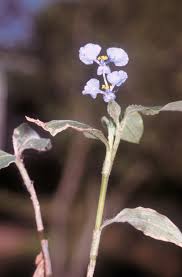 Image result for Commelina zambesica