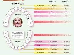 baby teeth chart tooth chart baby teeth baby tooth chart