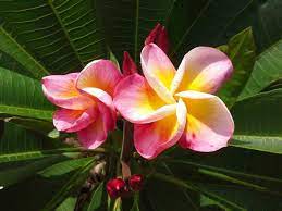 Candy Lemon Plumeria Beautiful Flowers Frangipani Plumeria