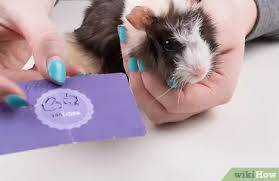 Those of you who have cavies at home or have kept them in the past know how much joy they bring to your it is very important that you have routine check ups for your guinea pig. Guinea Pig Specialist Vet Near Me Off 62 Www Usushimd Com